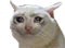 kat custom emote | Dadscord | Active VC Discord • SFW • Anime • Chill • Social • Emojis • VC • Active Voice Chat