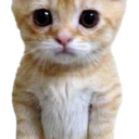 266033kitty1 Discord Emoji - Kings