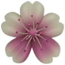 Cherry blossom flower with soft pink and white gradient petals.