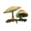 3912a7e522af4f0a10f90e7d42651e57 Discord Emoji from mrrp