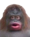A monkey with a wide-eyed, open-mouthed expression of pure confusion.