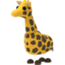 Giraffe with yellow fur and brown spots standing against a dark background.