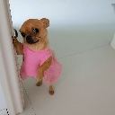 Chihuahua wearing a pink dress looking at the camera with a confused expression.