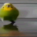 A blurry green and yellow budgie waddling across a dark surface.