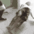 funnydance animated GIF emoji from 𝓝𝓲𝓰𝓱𝓽𝓯𝓪𝓵𝓵
