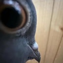 pigeonsideeye Discord Emoji - Besties Community