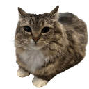 catchill Discord Emoji - 🌴 ✨   U T O P I A   ✨ 🌴