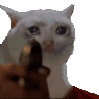 SadCatGun animated Discord emote | Besties Community