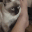 A Siamese cat with its mouth open biting down on a human hand.