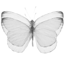 010_butterfly5 Discord sticker - truly ᯓ✩ friends ㆍ giveaways ㆍ tags ㆍ chill ㆍ vc ㆍ hangout ㆍ social ㆍ cute ㆍ emotes ㆍ active ㆍ chat