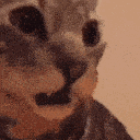 Cat with a series of increasingly confused and shocked facial expressions.