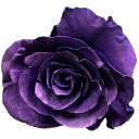Purple rose in full bloom with deep velvet petals.