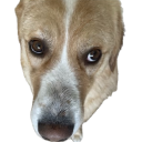 aleka3 Discord Emoji | Nocturnal 18