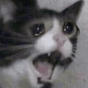 catscream Discord Emoji | Ashad's server