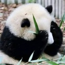 Panda covering its face with a bamboo stalk while looking shy.