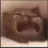 A cat with an open mouth in a distressed screaming expression.
