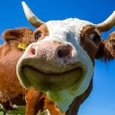 m_cow custom emote from ࣪ ִֶָ☾. Lᥙᥒᥲr Loᥙᥒgᥱ ࣪ ִֶָ☾.