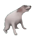 funnyanimalscrazy animated GIF emoji from Dead Sheeps