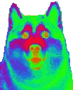 Husky dog face with bright, psychedelic thermal colors staring directly forward.