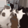 z_shar animated GIF emoji from Lemniscate Network