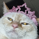 FaePrincess custom emote - The Rainbro's
