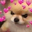 kol_doggo_cute custom emote - Nashe™ | Social . PFPs . Giveaways . Chill