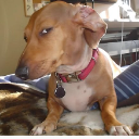 A brown dachshund looking sideways with a suspicious and judgmental expression while wearing a red collar.