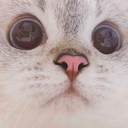 kittywot Discord sticker - Friends 18+ Sfw | Adults-only • active-chat • Mature • Friendly • Gaming • Lgbtq+ • Hangout