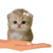 A tiny fluffy kitten with a small bow rests in the palm of a hand.