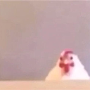 Chicken head peeking over a ledge with a suspicious expression.