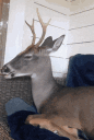 A deer resting its head on a couch with a very sleepy and relaxed expression.