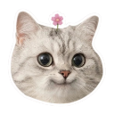 cat Discord Emoji - Chi on air