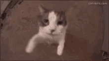 kissi animated GIF emoji from Shark Earnings: Earn Money & Rewards