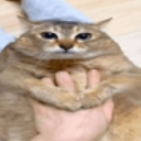 Cat Discord sticker from [ABANDONED]