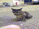 whattheflip animated GIF emoji from yoniland ₓ˚ 🍃 ୭