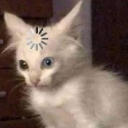 A fluffy white kitten with heterochromia looking confused with a spinning loading icon on its forehead.