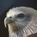 eagle_face Discord Emoji - Eagle Community