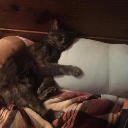 A dark-colored cat lying down and resting its head on a pillow.