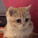 6535catnod animated Discord emote | RoyaleMC Community
