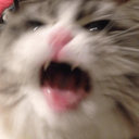 CatShake_Dot_GG_femboiss Discord sticker | Femboy Order ・Femboy Tag ・LGBTQ・Femboys・ Gay・Furry・Trans・Roblox・Warthunder・Gay Tag・Furries