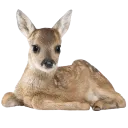 1Romance_deer Discord Emoji - KawaKhaos
