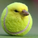 birb Discord Emoji | 𝕸𝖆𝖕𝖕𝖎𝖓𝖌 𝕶𝖎𝖓𝖌𝖉𝖔𝖒