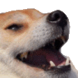 dogekek animated emote - DM Request 📪 ⌇ Ask To DM & Chatting ⌇ Non Dating ⌇ Social ⌇ Friendly ⌇ Nitro ⌇Non Toxic