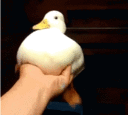 duck animated emote - Vine(yl)💽