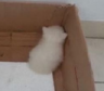 A tiny white kitten sits in the corner of a cardboard box facing away from the camera.