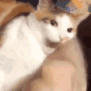 cat_bitting animated emote - Heart.exe