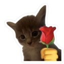 marryme custom emote - .✦ ݁˖  𝐃𝐈𝐑𝐄𝐖𝐎𝐋𝐅 𝐃𝐄𝐍 .✦ ݁˖