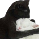 cathug Discord Emoji from || mongrel mutts