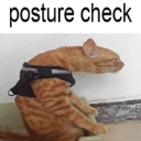 An orange cat in a black harness hunched over with the text posture check above it.