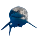 SHARK custom emote | ISD Leads Network